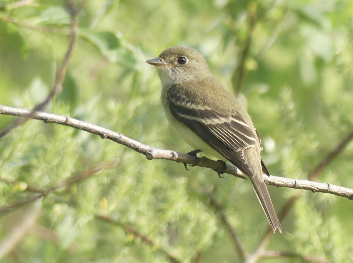 Alder Flycatcher - ML346176961