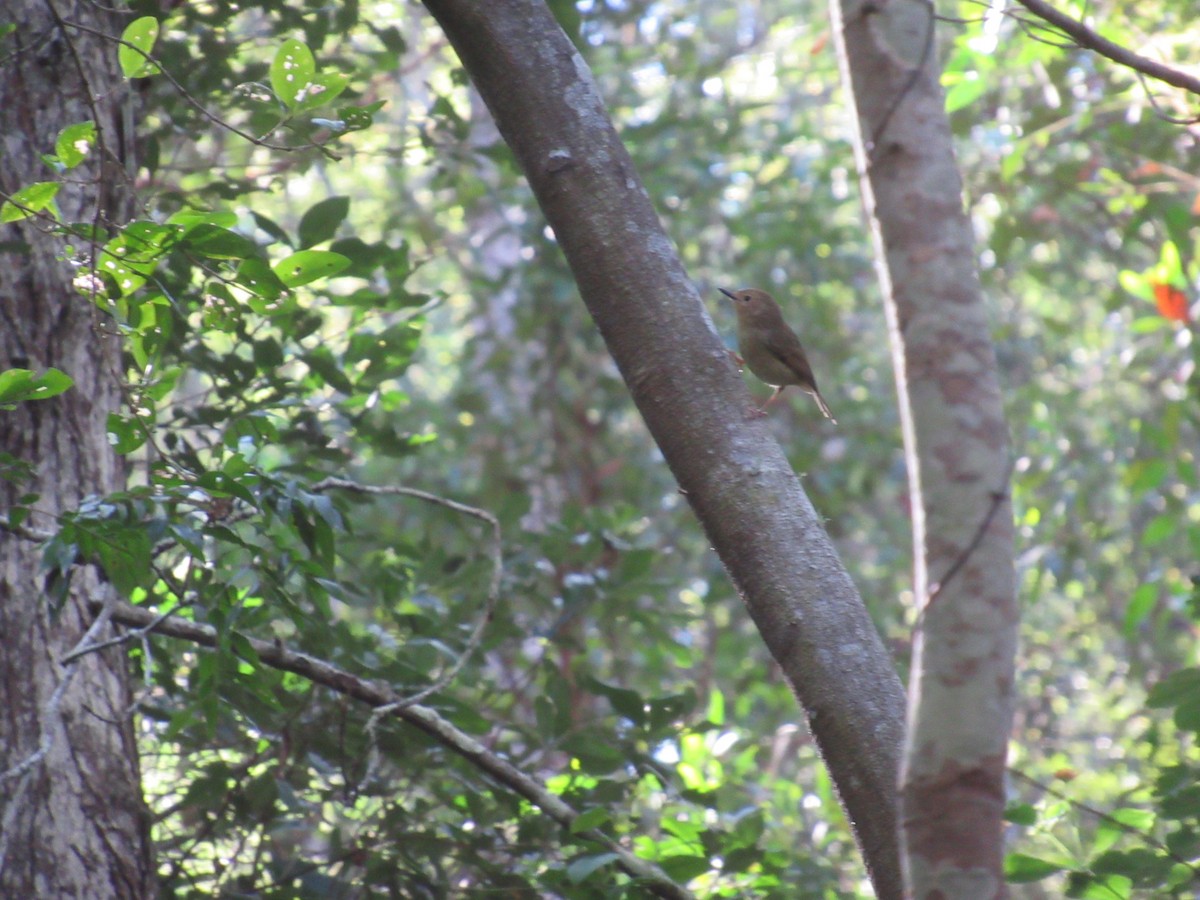 Large-billed Scrubwren - ML346177011