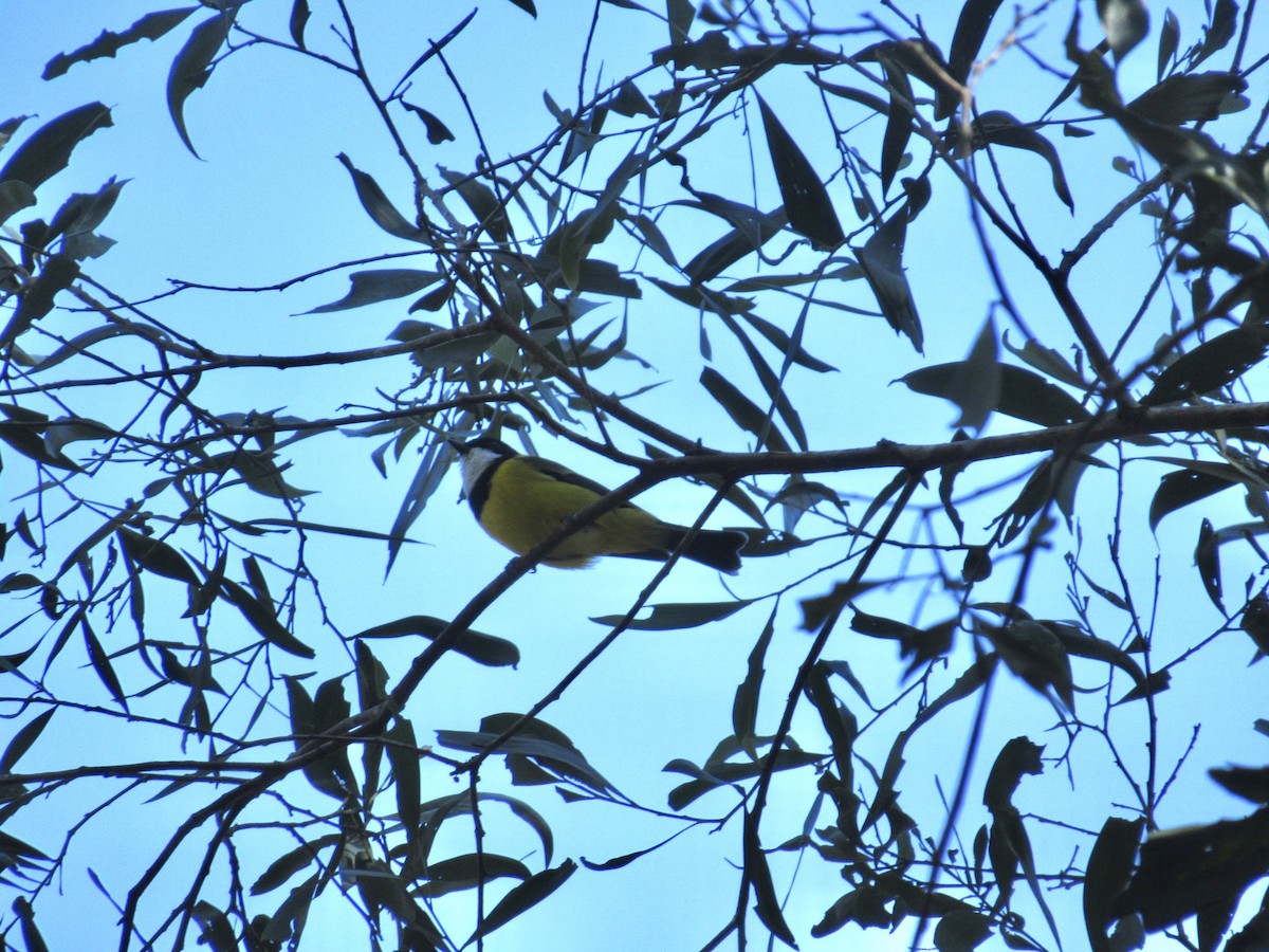 Golden Whistler - ML346177131