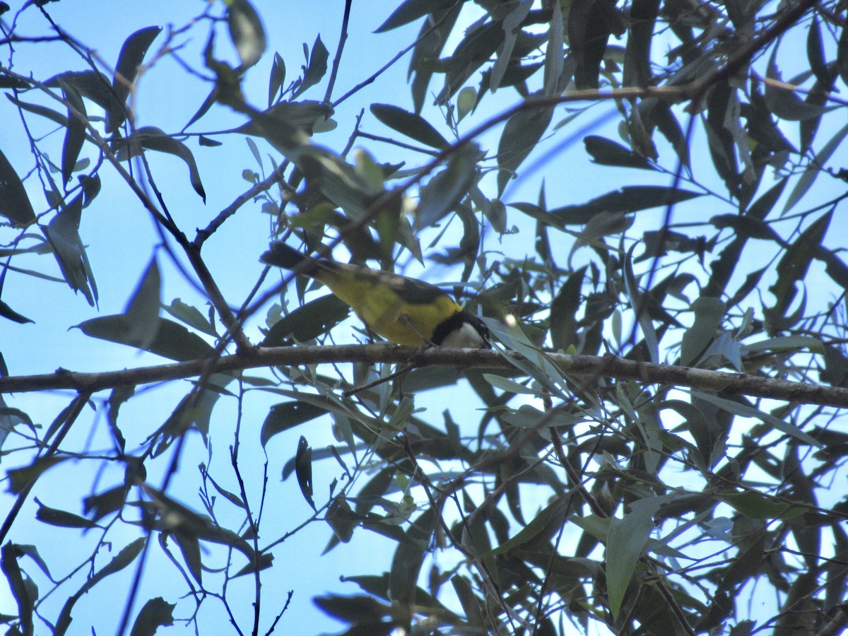 Golden Whistler - ML346177141