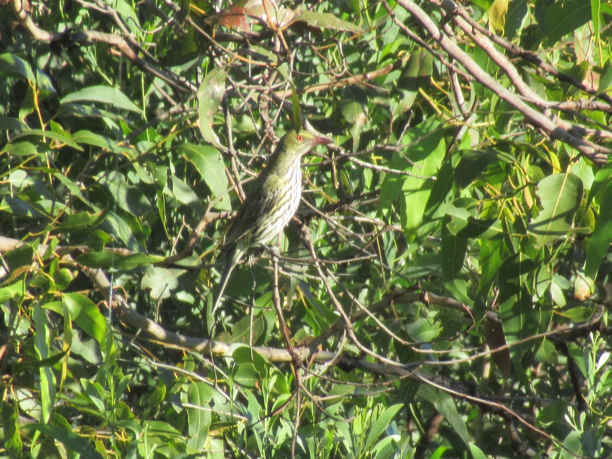 Olive-backed Oriole - ML346177191