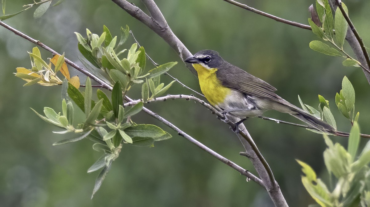 Yellow-breasted Chat - ML346177821
