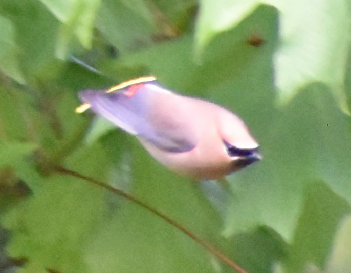 Cedar Waxwing - Sally Anderson