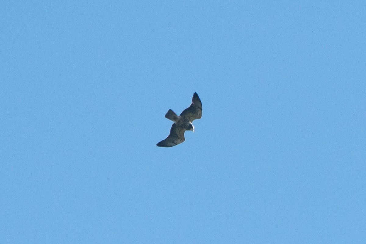 Swainson's Hawk - ML346181241