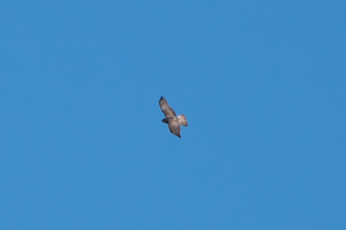 Swainson's Hawk - ML346181251