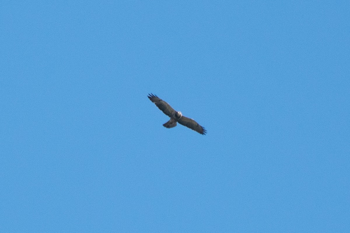 Swainson's Hawk - ML346181261