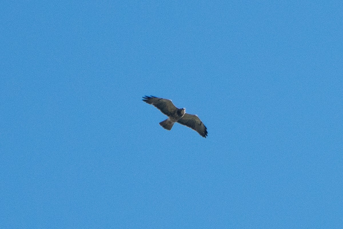 Swainson's Hawk - ML346181271