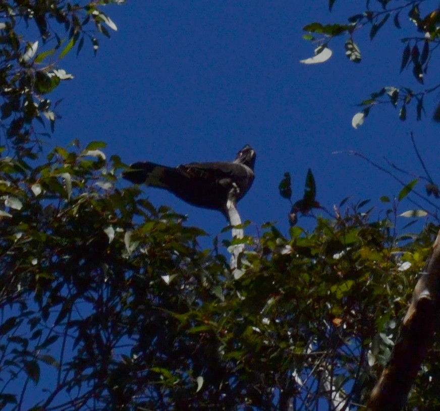 Baudin's Black-Cockatoo - Murray DELAHOY