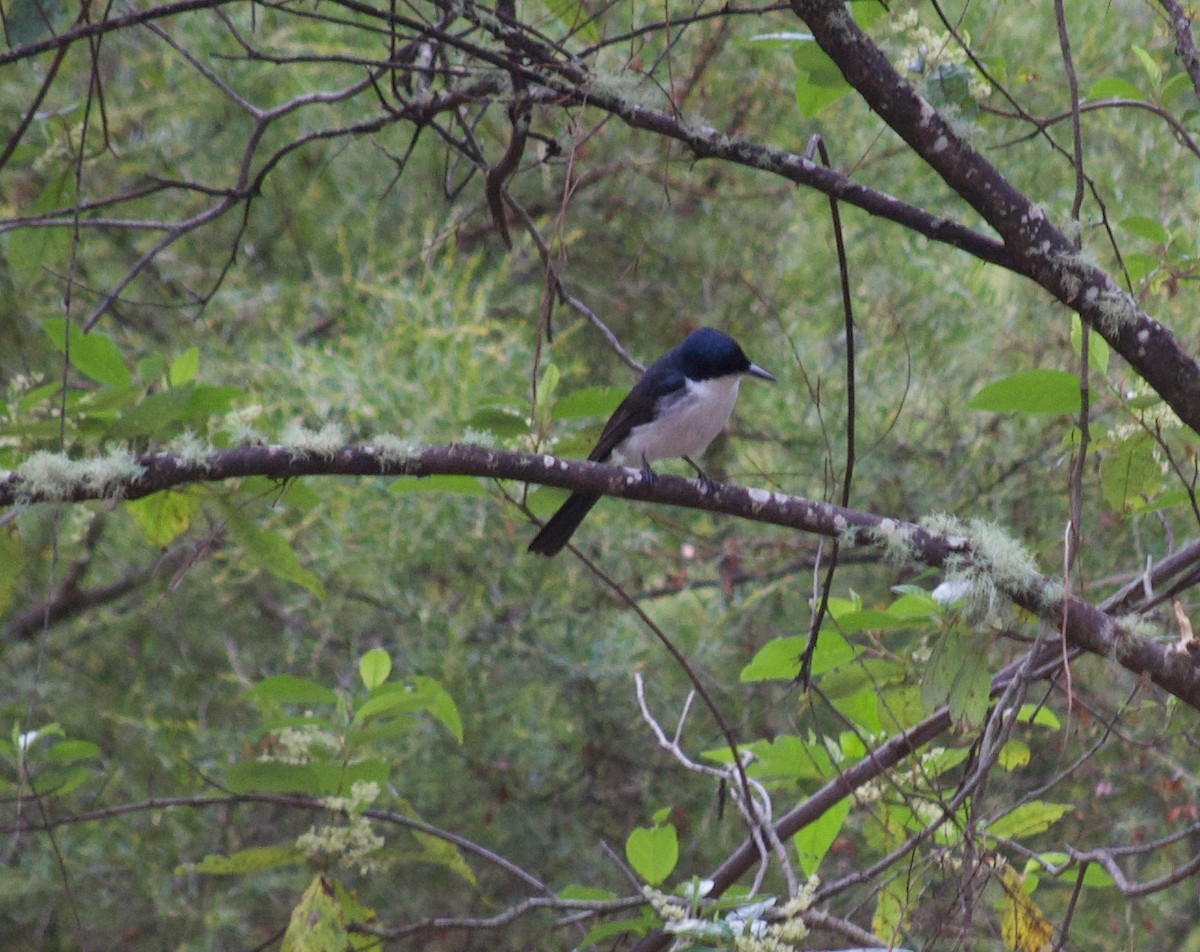 Restless Flycatcher - ML346181711