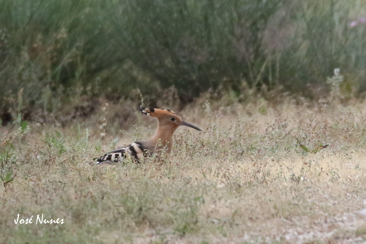 Eurasian Hoopoe - ML346181791