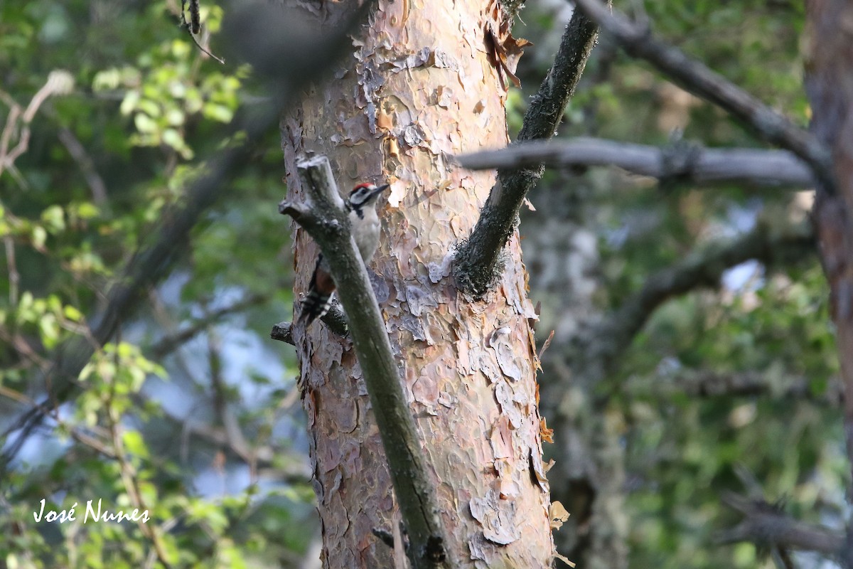 Great Spotted Woodpecker - ML346181821