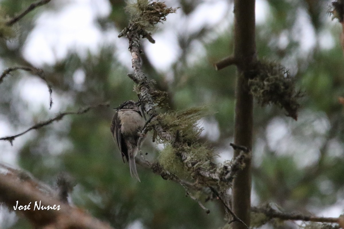 Coal Tit - ML346181841