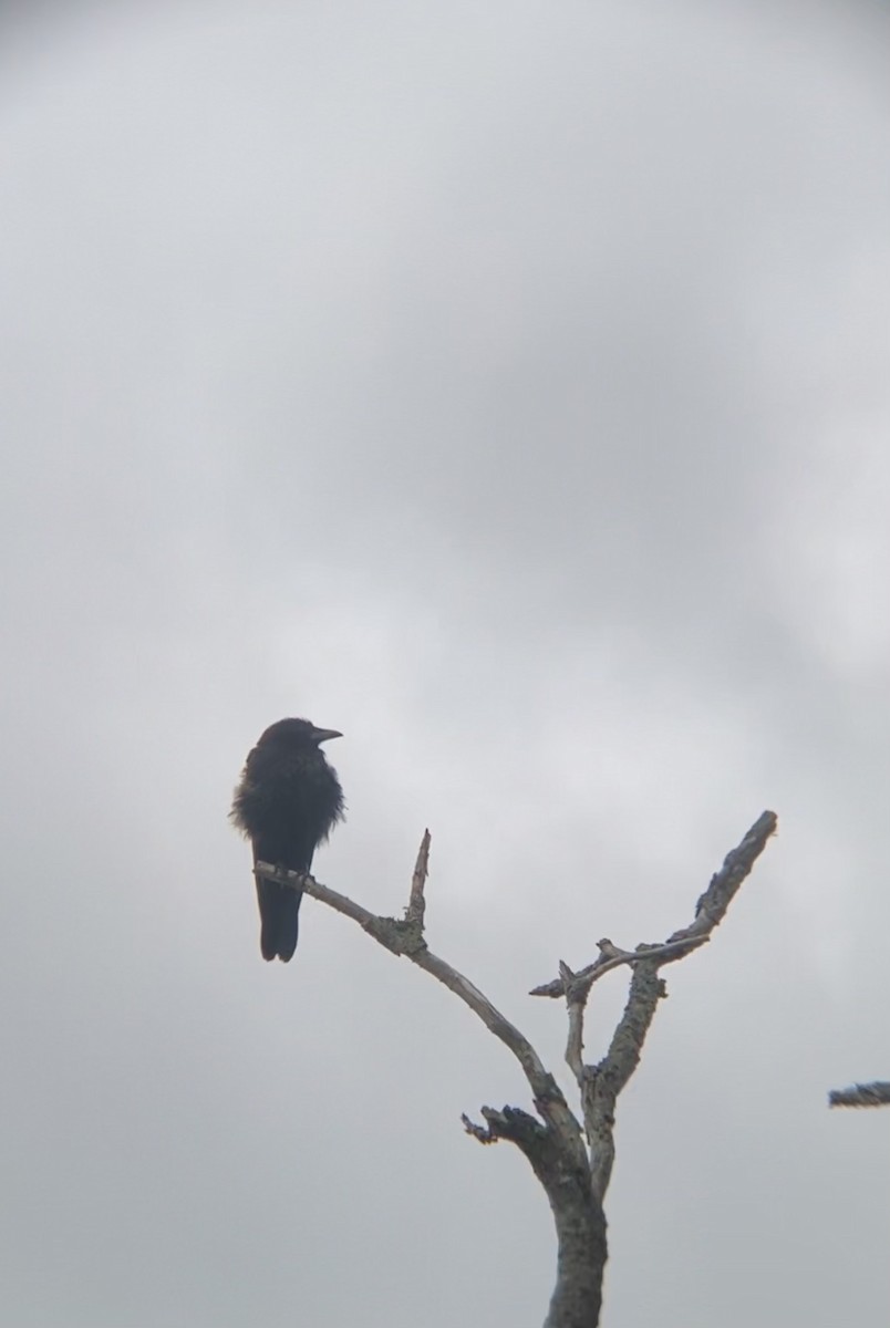 Kuzgun - ML346181851