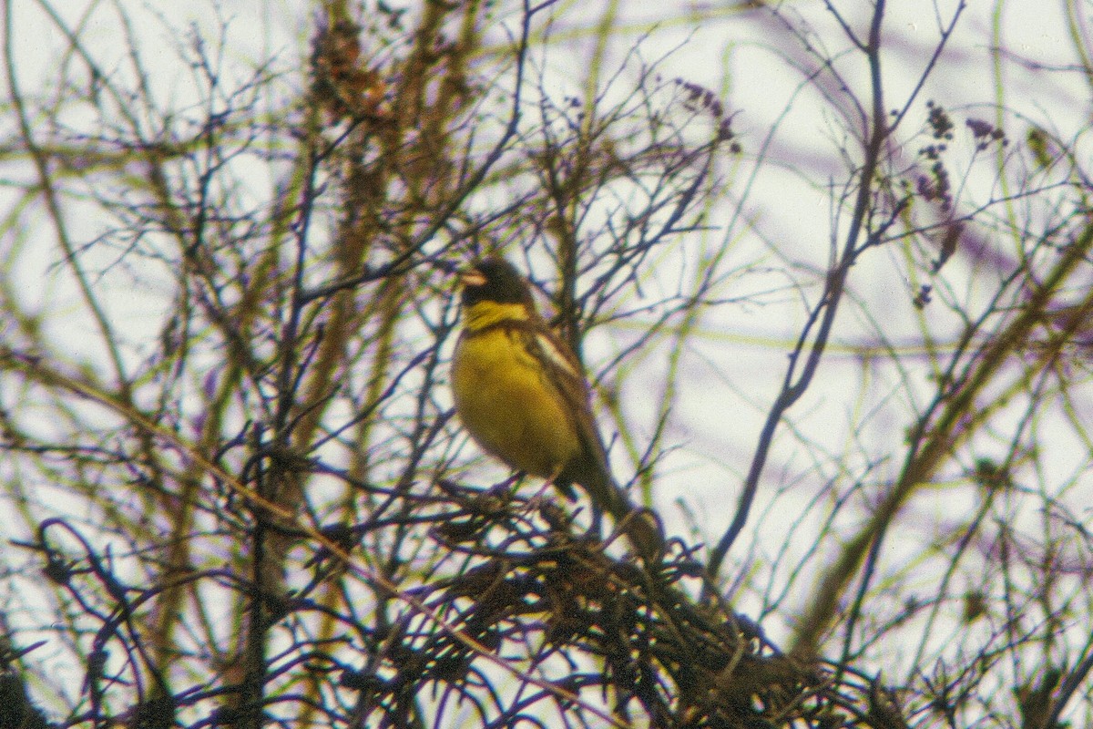 Yellow-breasted Bunting - Tommy Pedersen