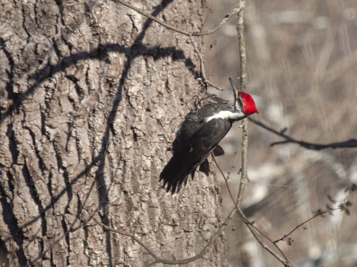 Pileated Woodpecker - Roaming Owls🦉🦉