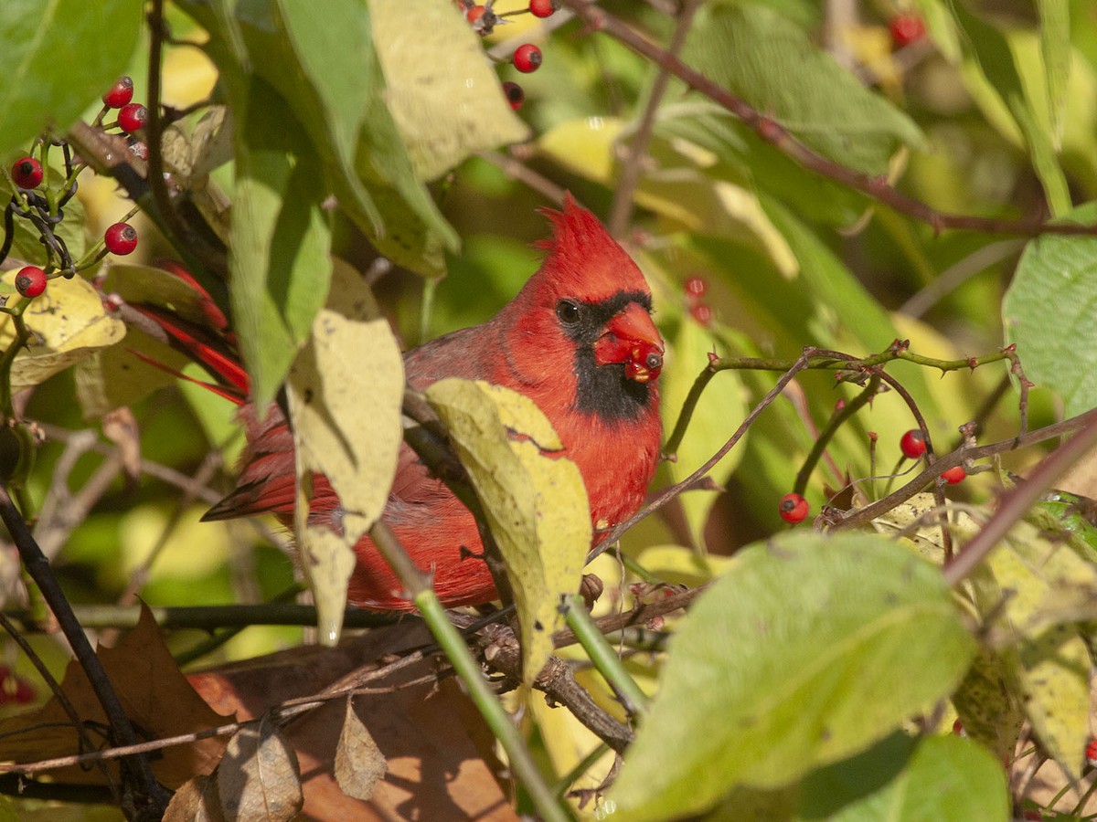 Northern Cardinal - Roaming Owls🦉🦉
