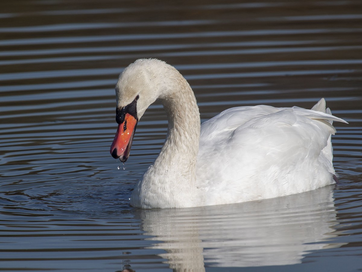 Mute Swan - Roaming Owls🦉🦉