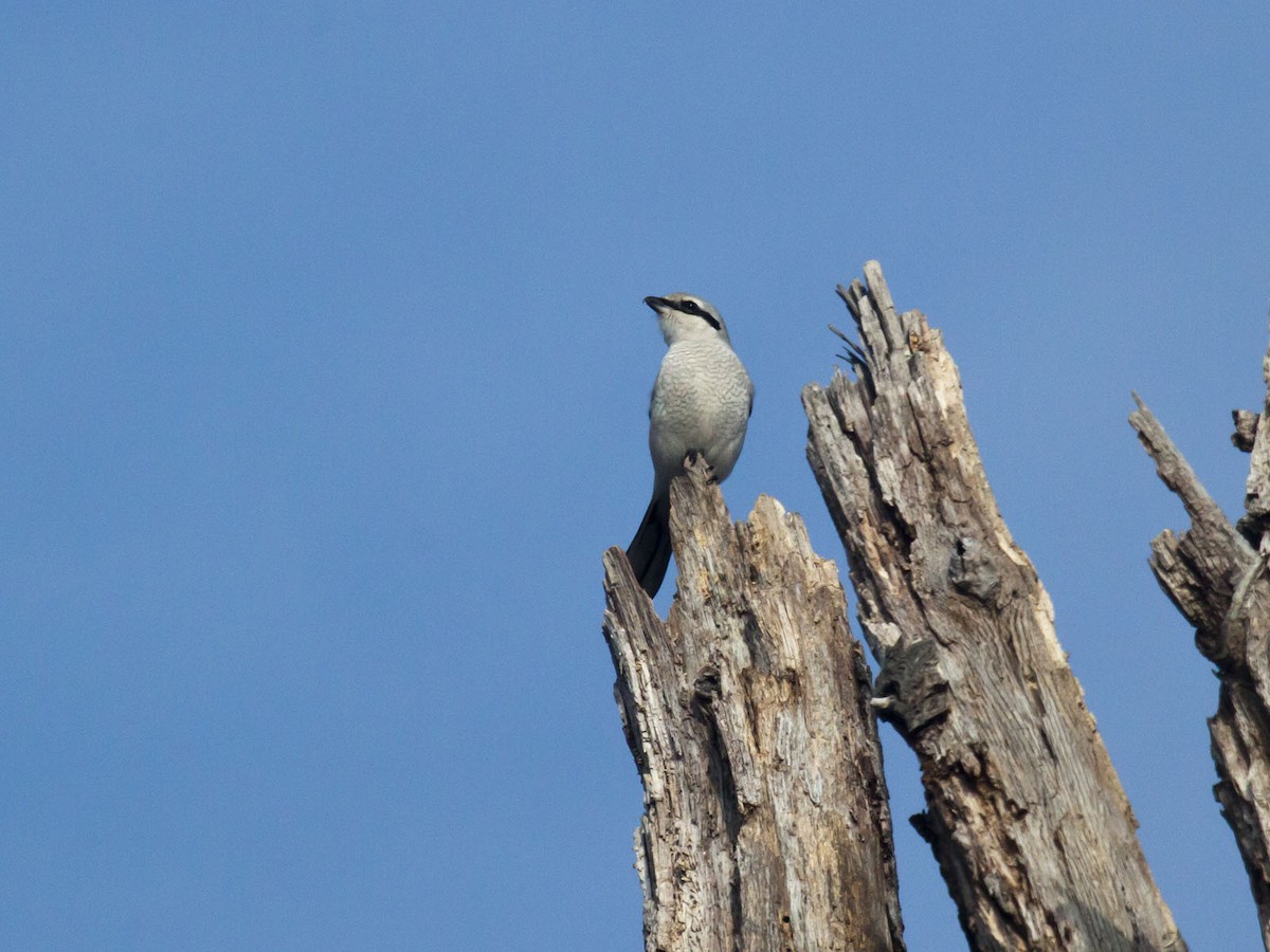 Northern Shrike - Roaming Owls🦉🦉