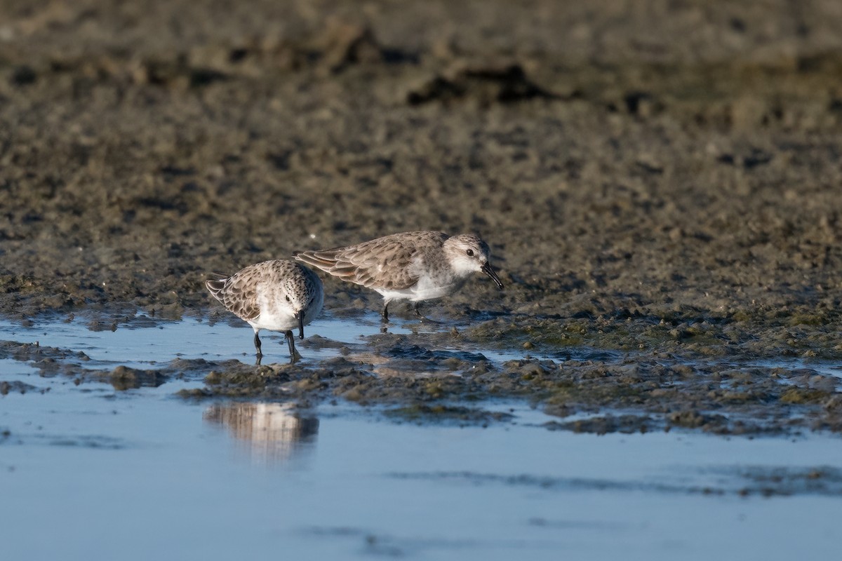 Red-necked Stint - Terence Alexander