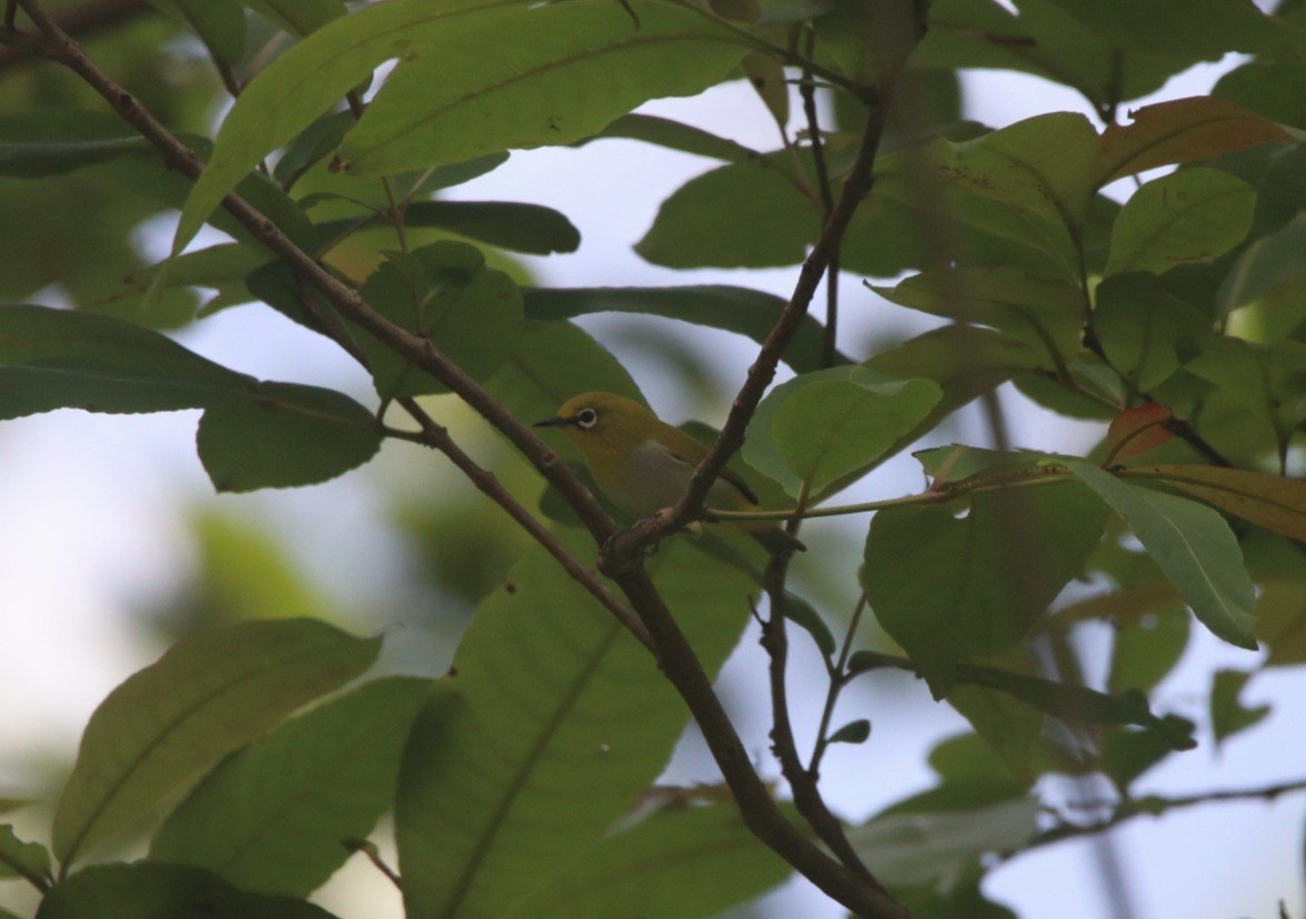 Indian White-eye - ML346184861