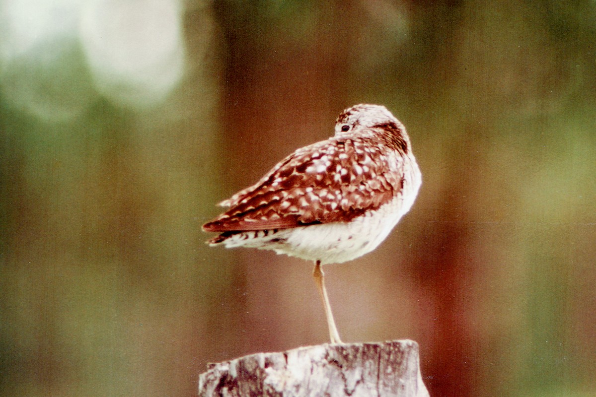 Wood Sandpiper - ML346185041