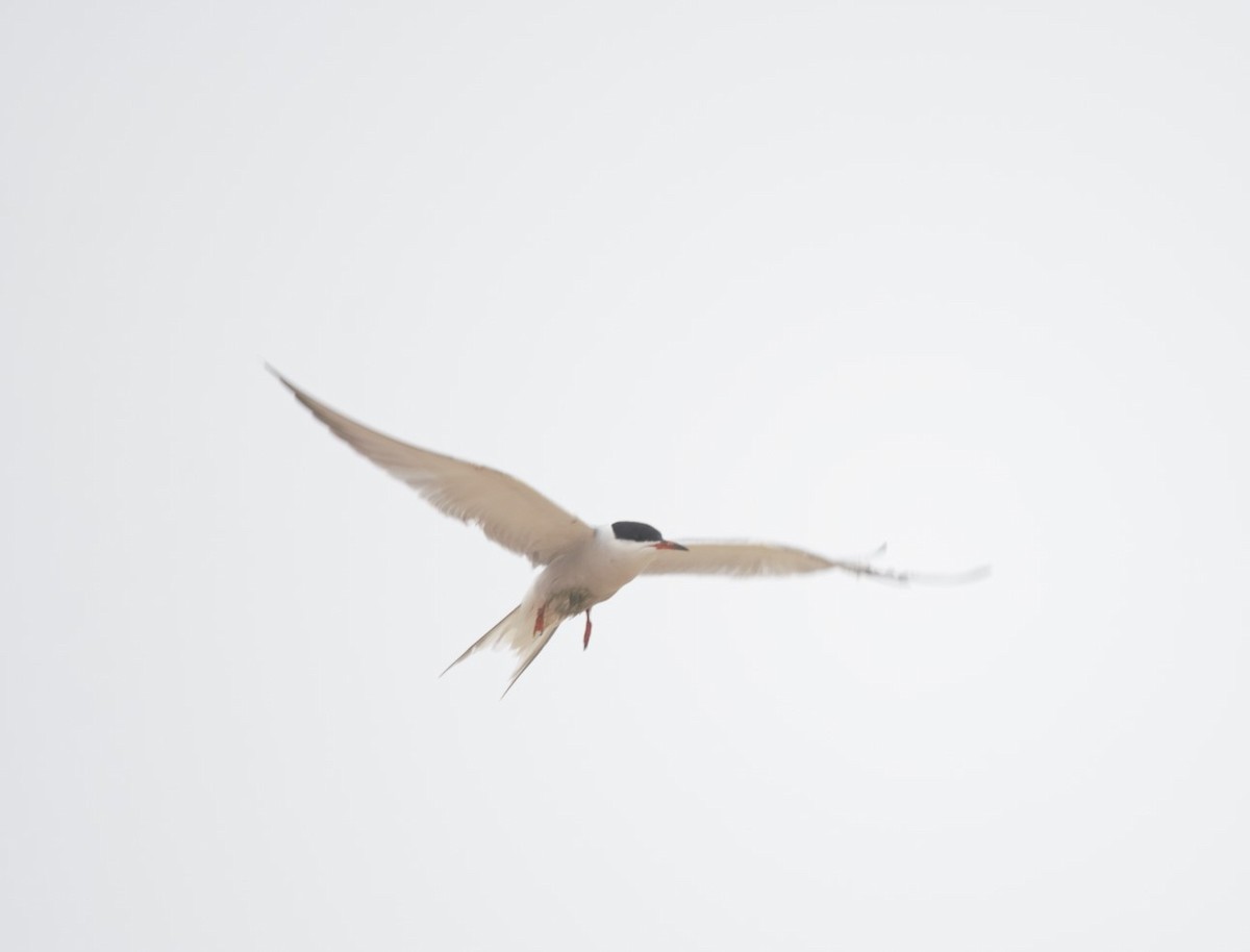 Эгэл хараалай - ML346185061