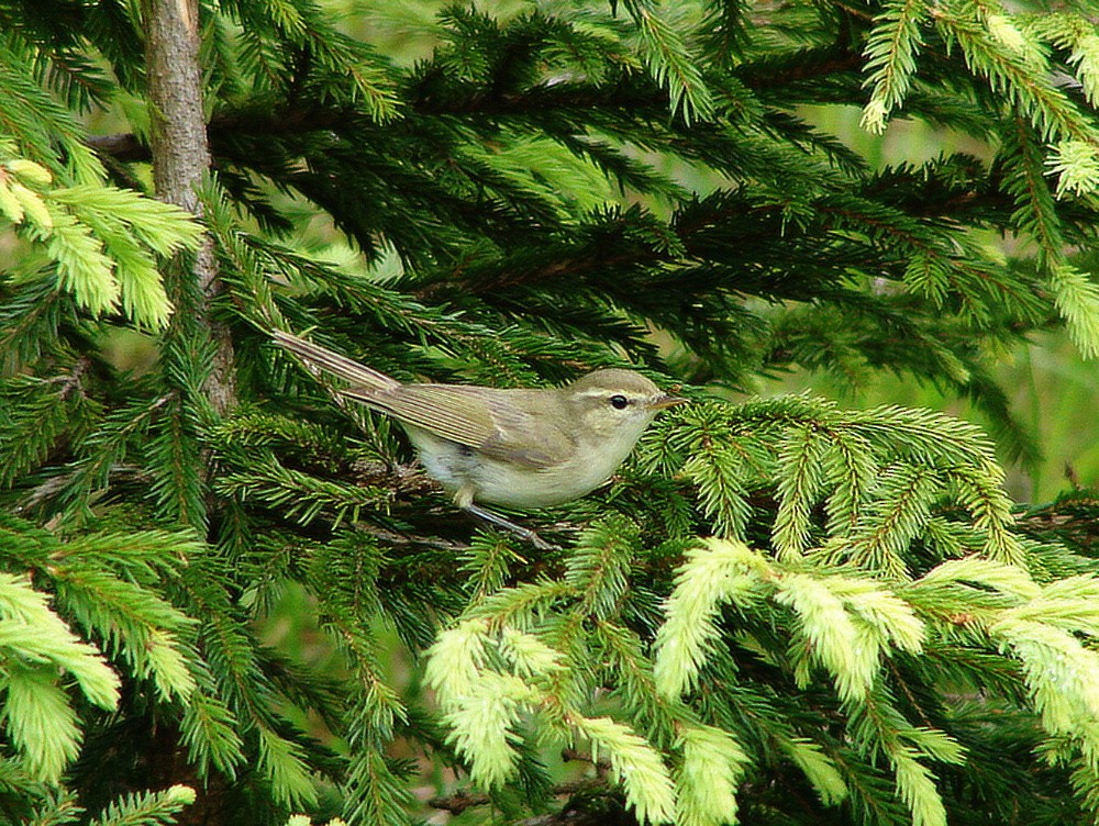 Ногоовор дууч шувуу - ML346185091