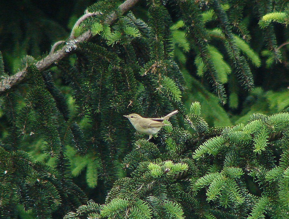 Ногоовор дууч шувуу - ML346185111