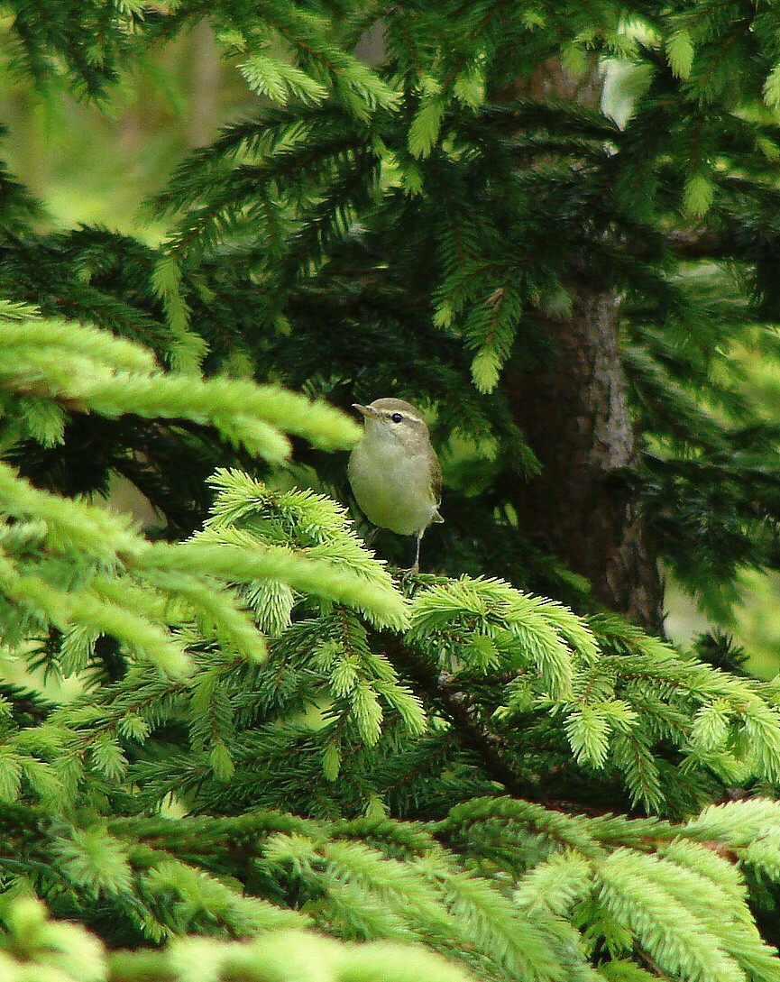 Ногоовор дууч шувуу - ML346185131