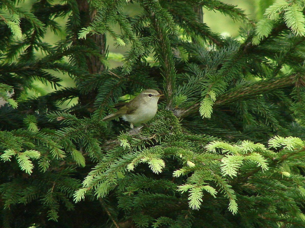 Ногоовор дууч шувуу - ML346185151