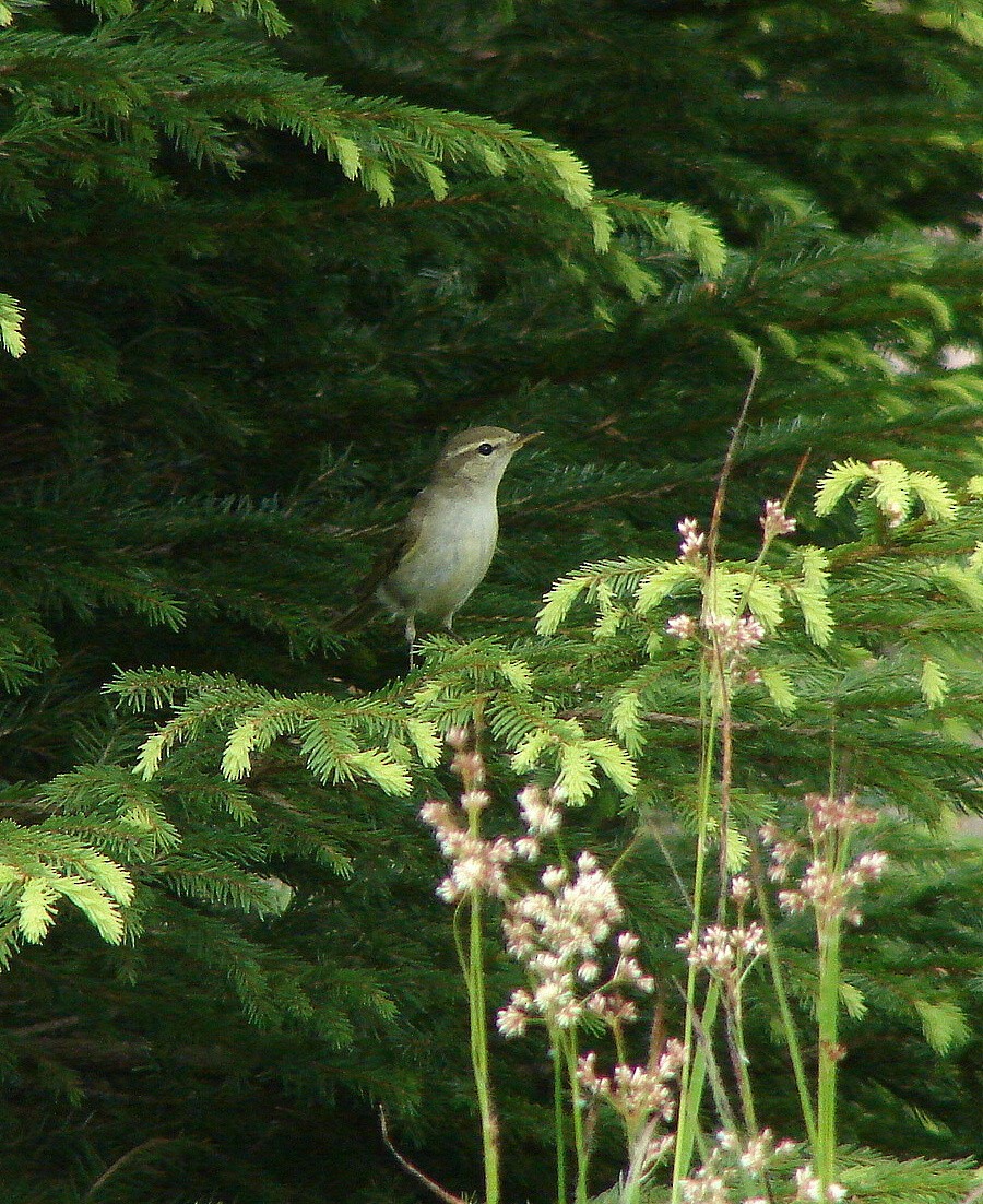 Ногоовор дууч шувуу - ML346185161