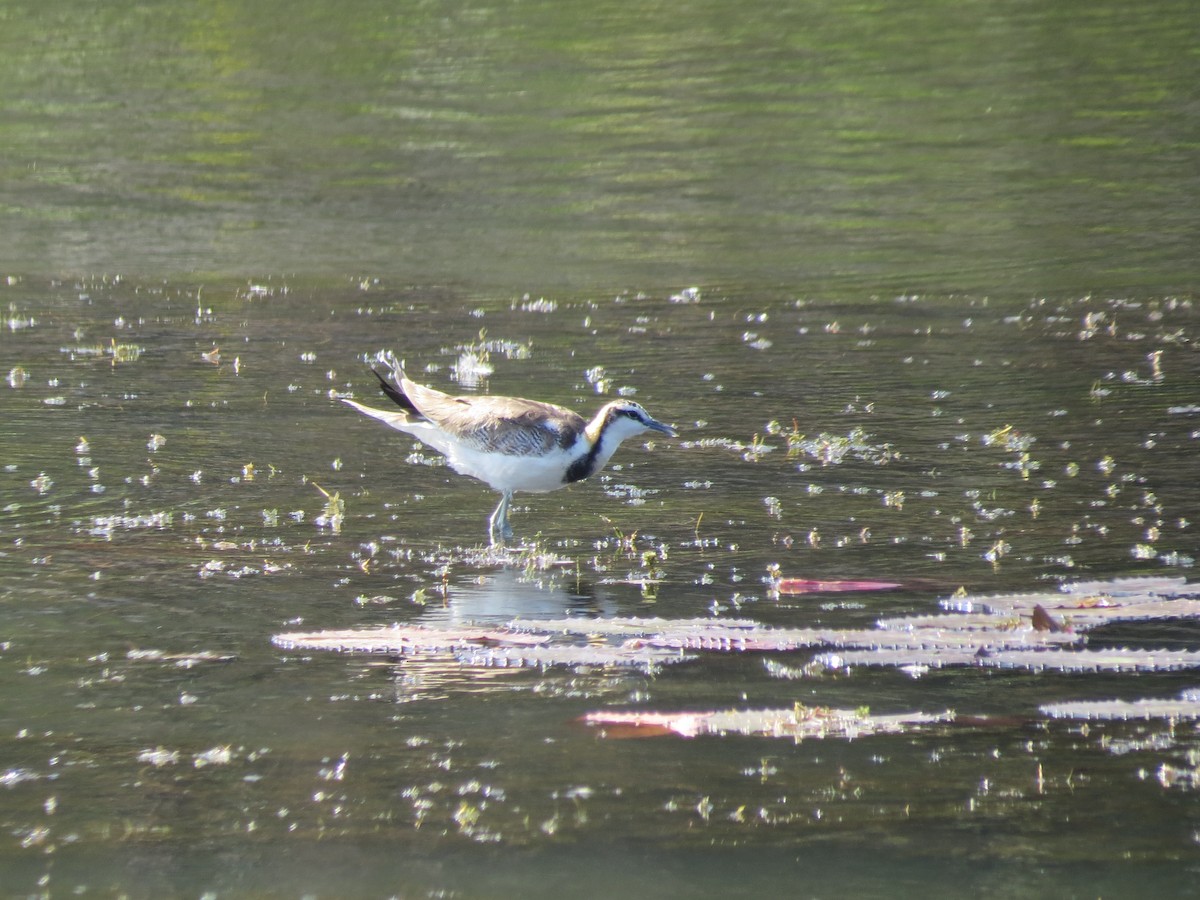 Pheasant-tailed Jacana - ML346185321