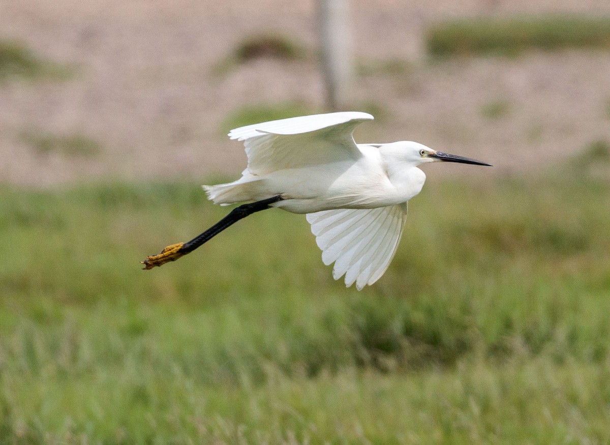 Little Egret (Western) - ML346186941