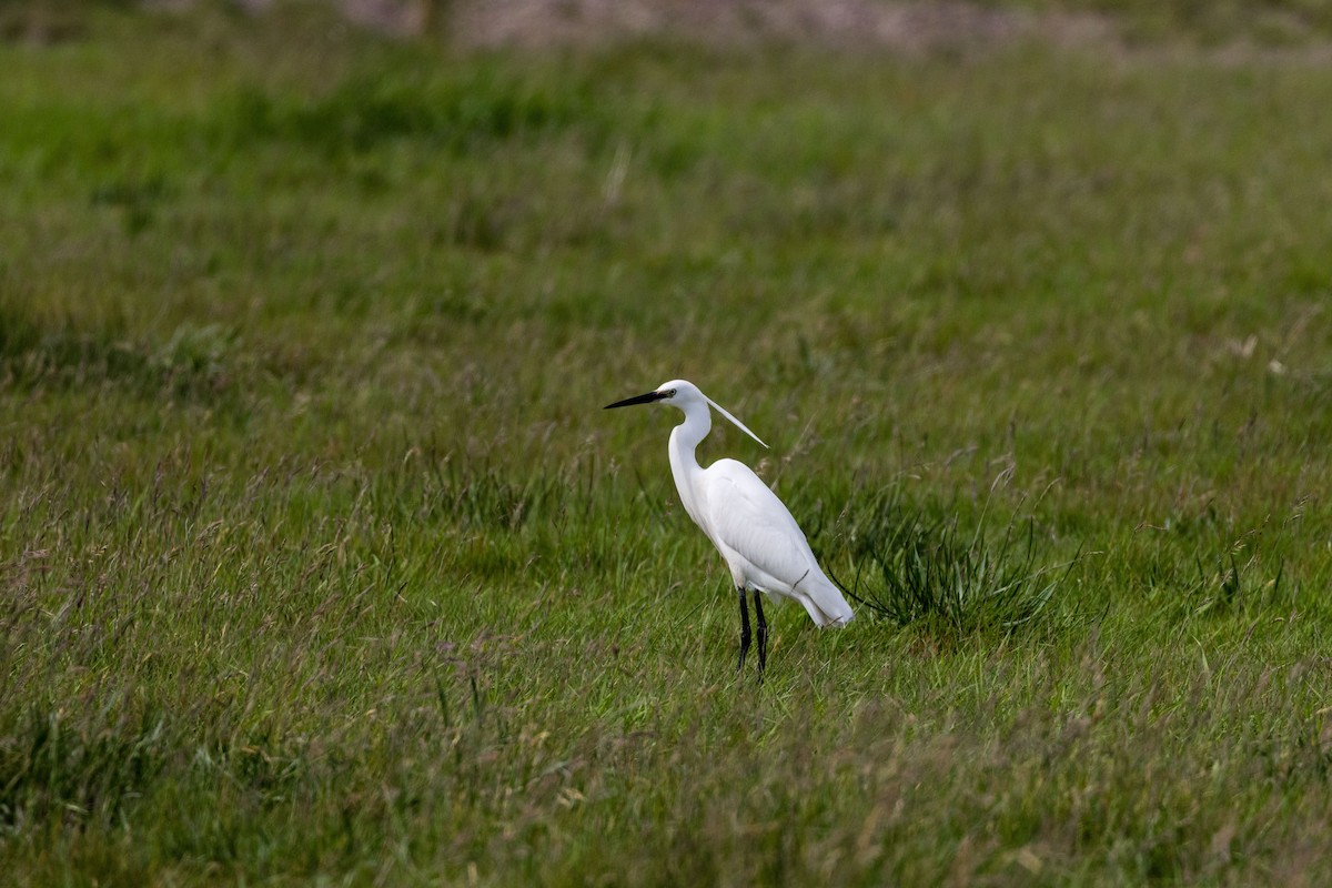Little Egret (Western) - ML346187001