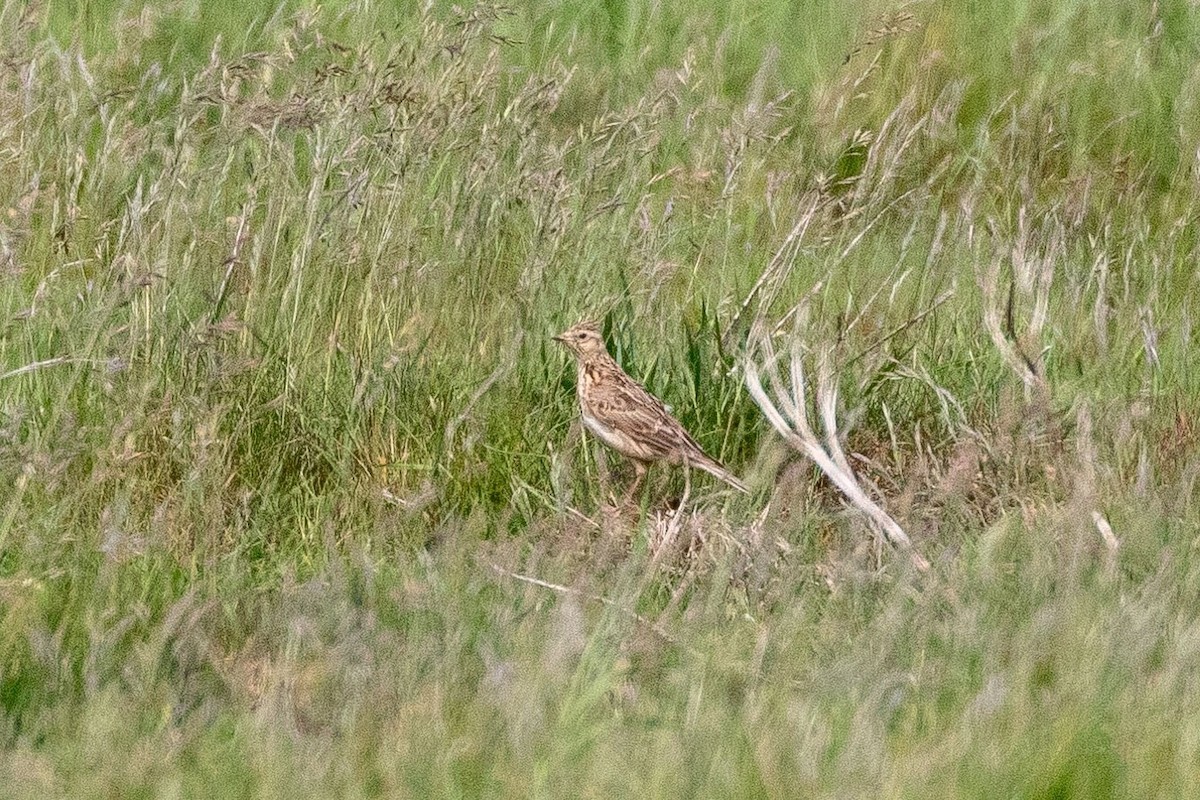 Eurasian Skylark (European) - ML346187411