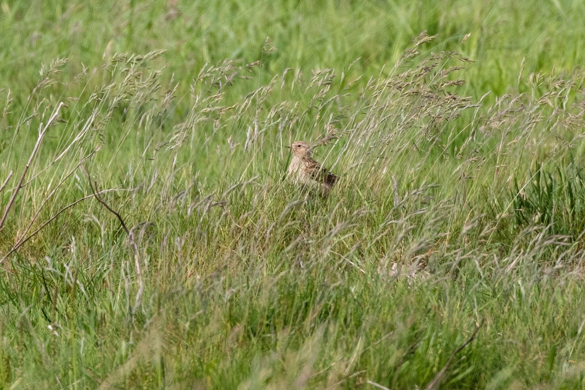 Eurasian Skylark (European) - ML346187421