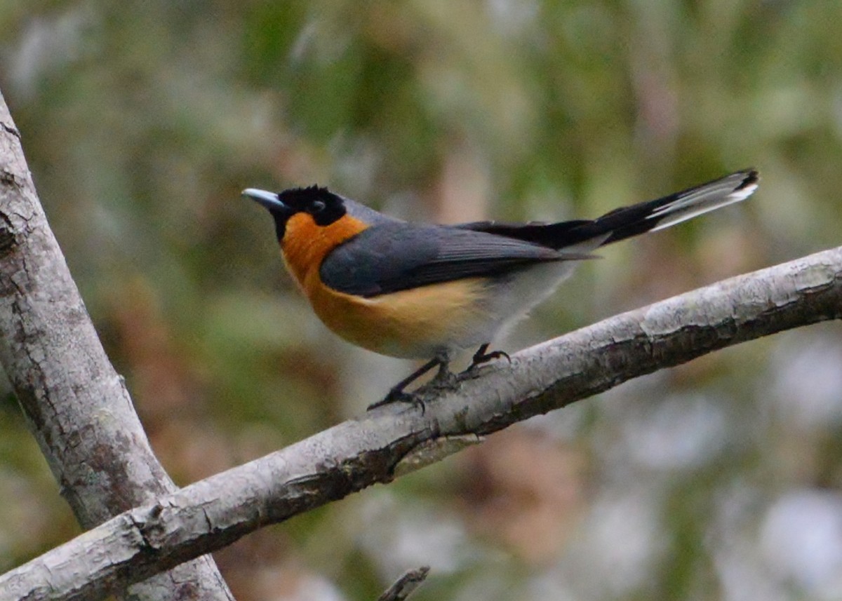 Spectacled Monarch - ML346190201