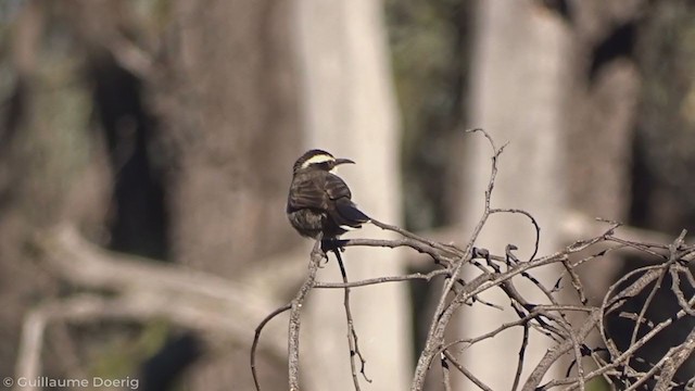 White-browed Babbler - ML346190431