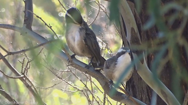 White-browed Babbler - ML346190591