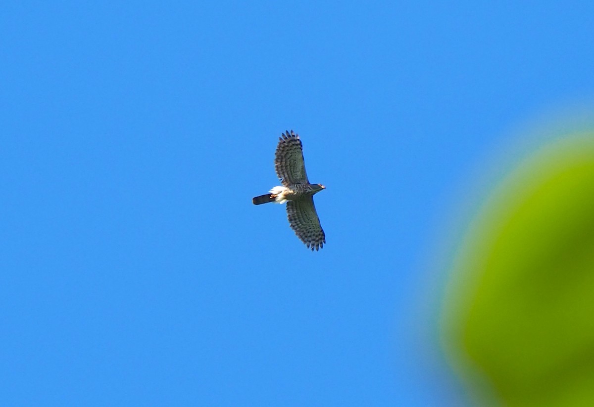 Crested Goshawk - ML346191161