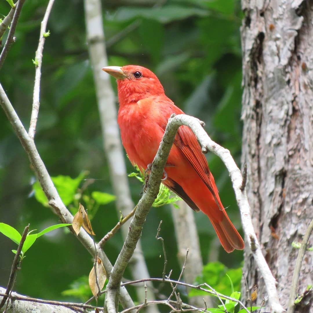 Summer Tanager - ML346193831