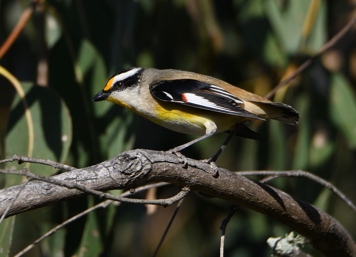 Streifenpanthervogel - ML346194341