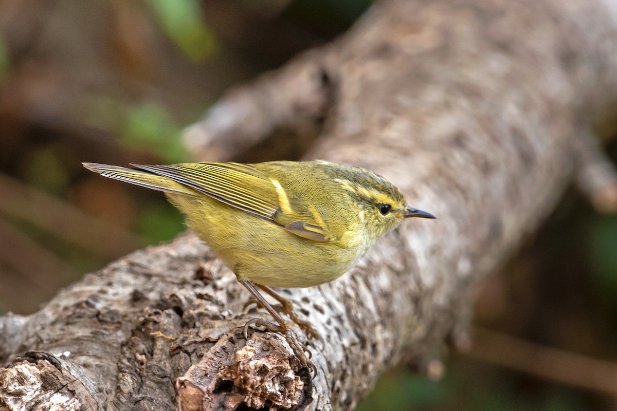 Mosquitero Elegante - ML346194431