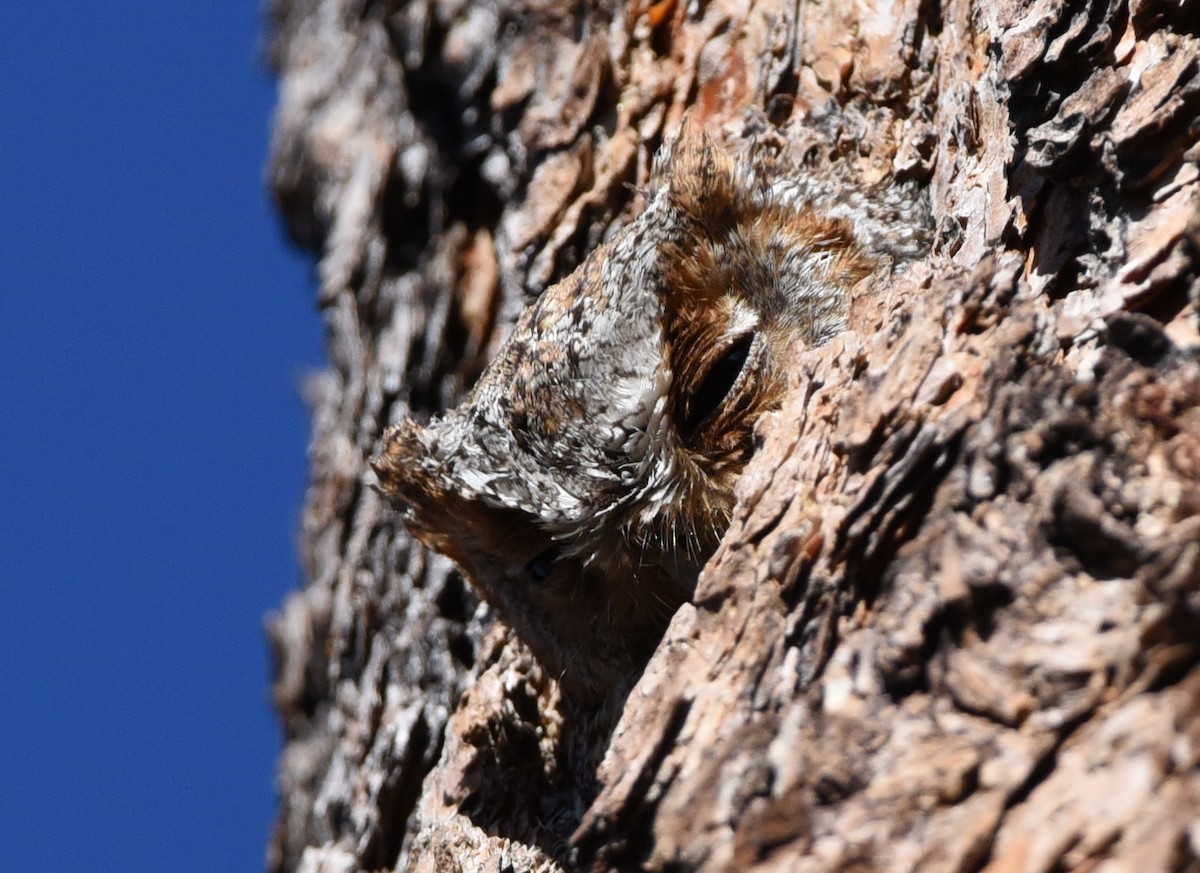 Flammulated Owl - Glenn Dunmire