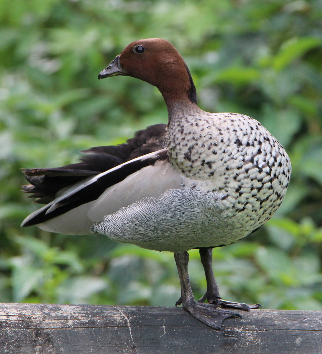 Maned Duck - Sandra Gallienne