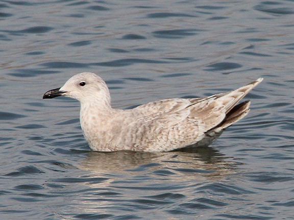 Glaucous-winged Gull - ML34619491