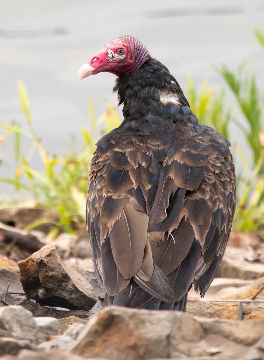 Turkey Vulture - ML34619581