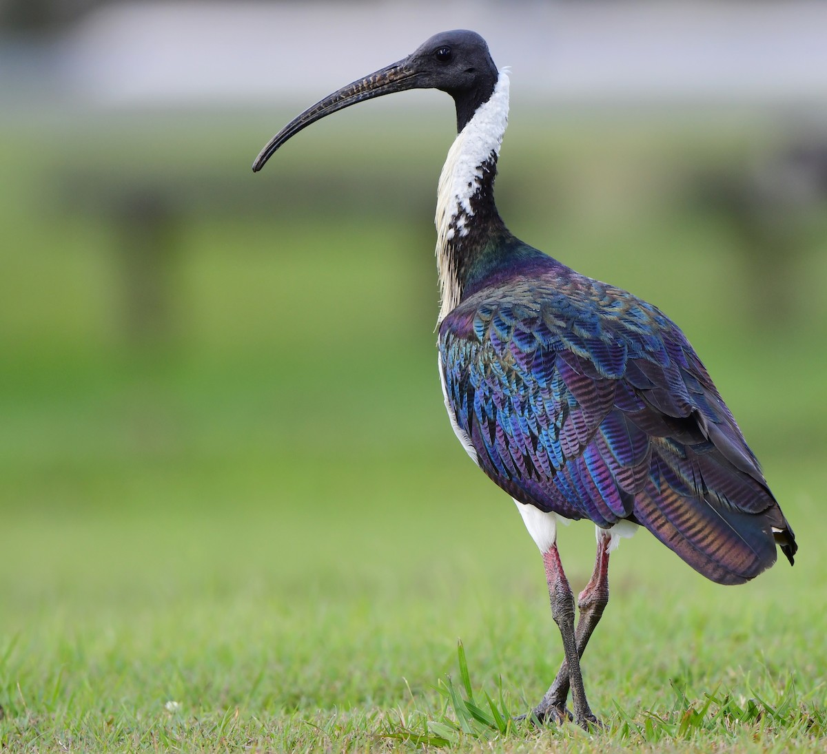 ibis slámokrký - ML346198081
