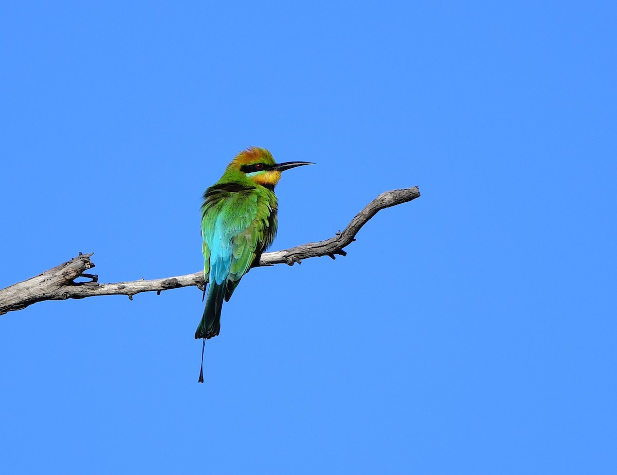Rainbow Bee-eater - ML346198101