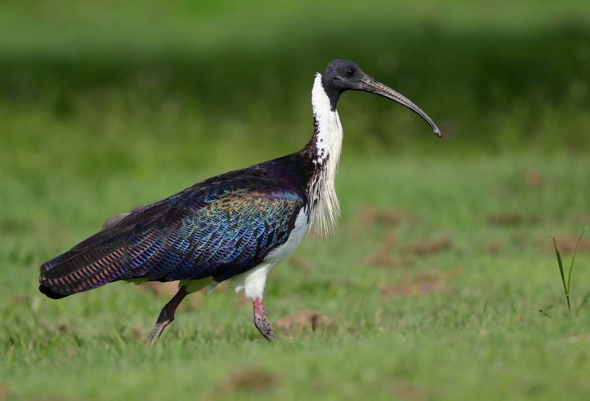 ibis slámokrký - ML346198111